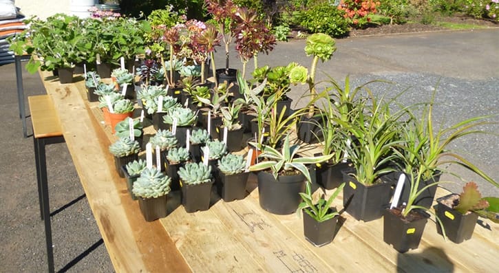 SERC’s Horticulture team and student’s annual plant sale in Holywood has been adjusted this year, considering social distancing and staying safe, so everyone can pick up a plant – but you have got to be quick!